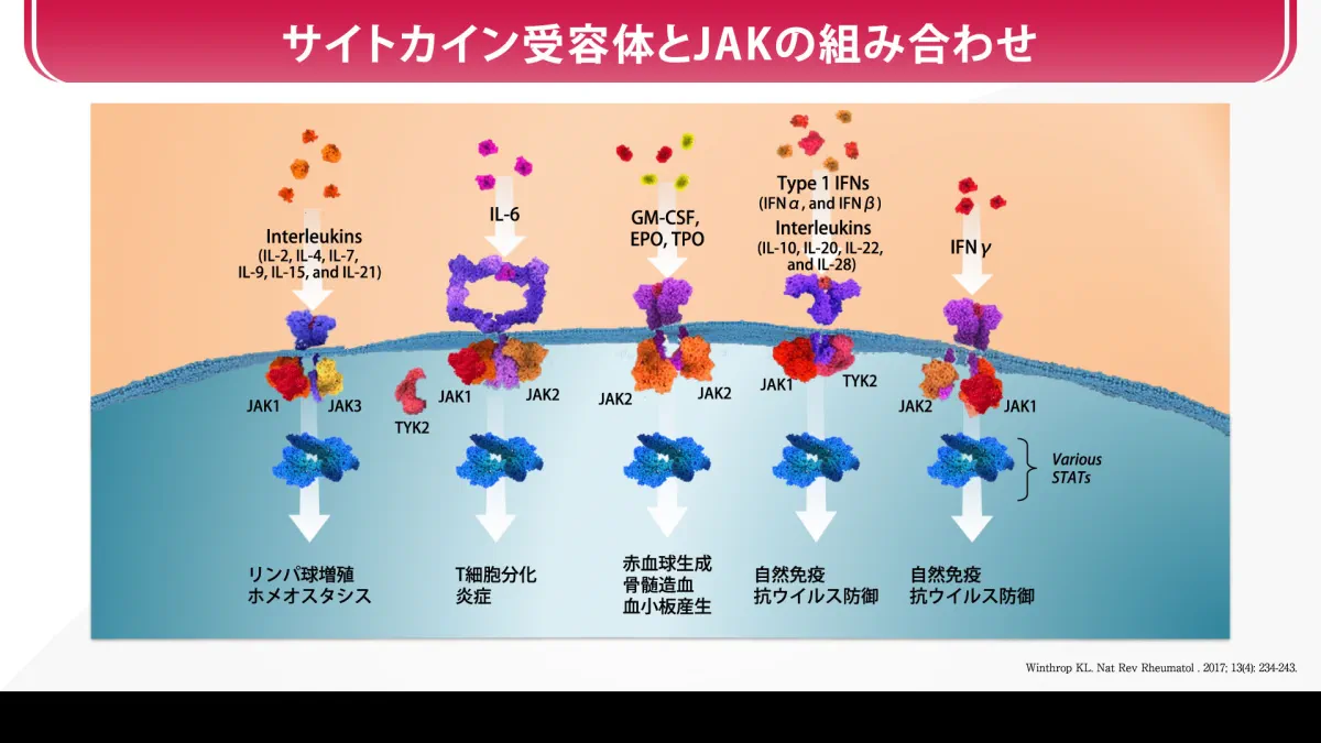 UCの発症機序とJAK-STAT経路