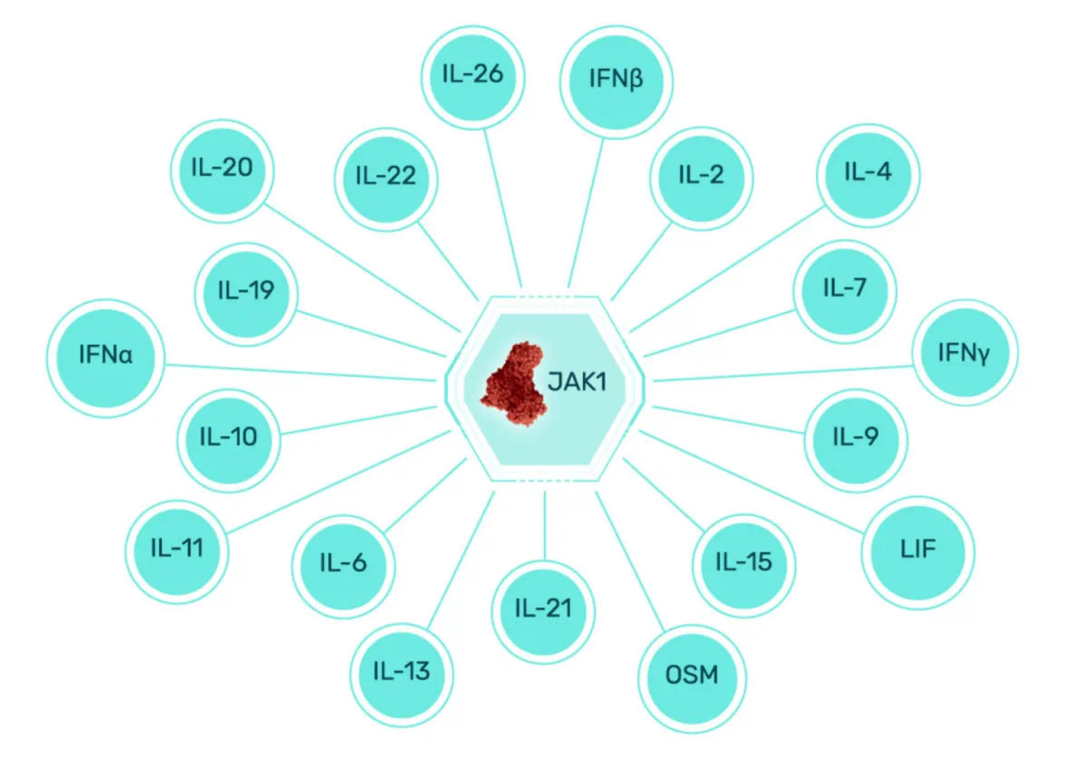 複数のサイトカイン経路に関わるJAK
