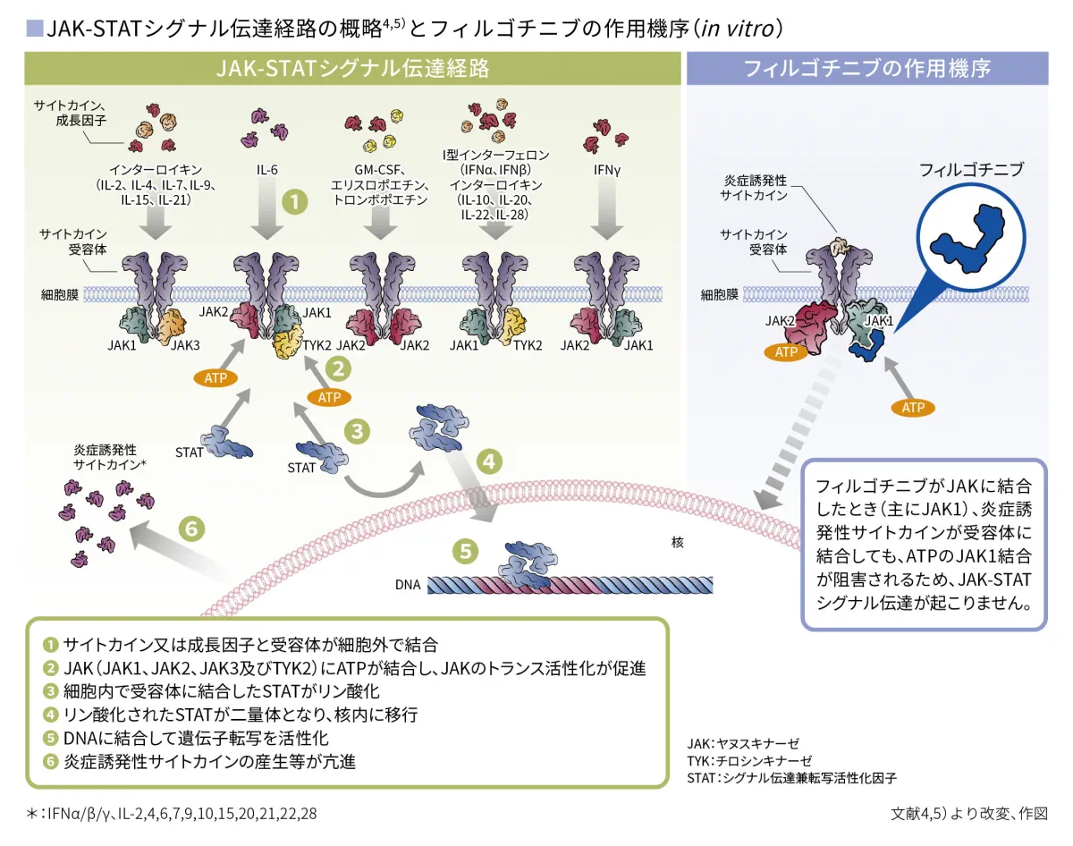 JAK-STATシグナル伝達経路の概略とフィルゴチニブの作用機序